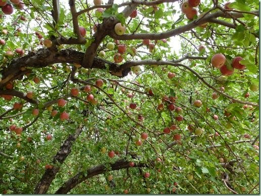 FruitaApples