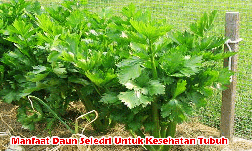 Manfaat Daun Seledri