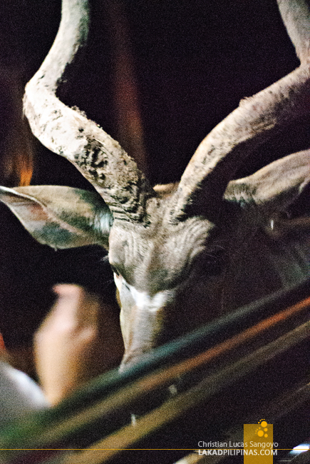 Antelope at the Chiang Mai Night Safari