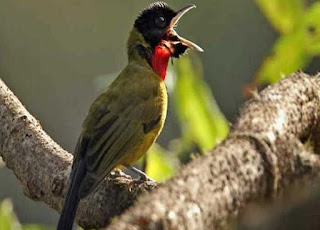 Dahsyatnya Suara Burung Samyong si Nightingale-nya Indonesia [Garugiwa]