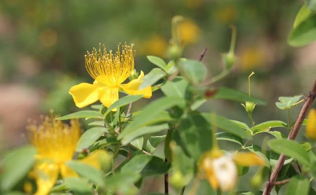 Hypericum Flowers