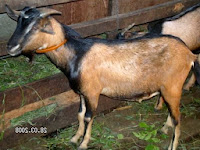 kompilasi foto gambar kambing wedhus kacang terlengkap usahaternak