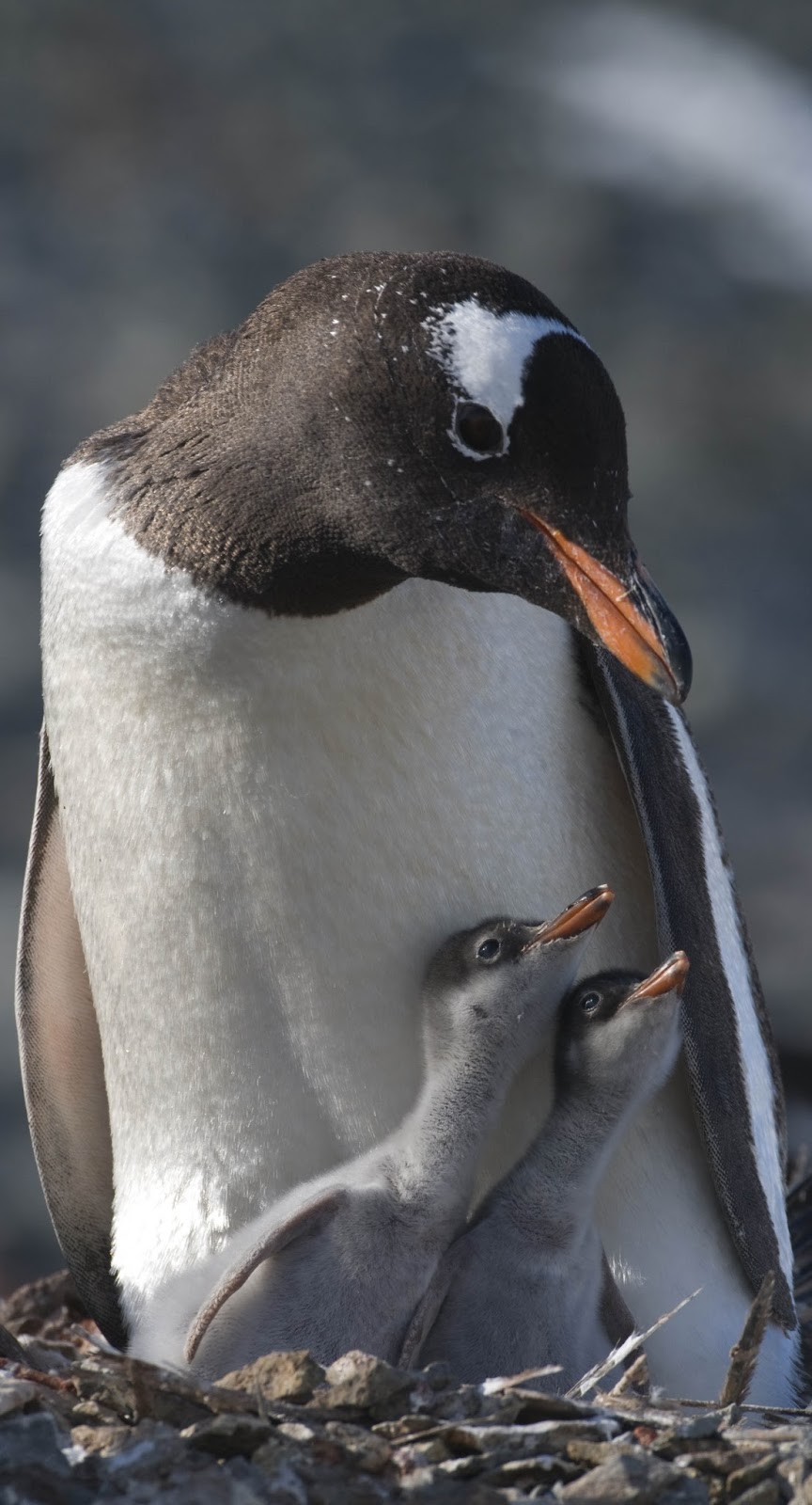 Picture of a penguin and two young penguins.