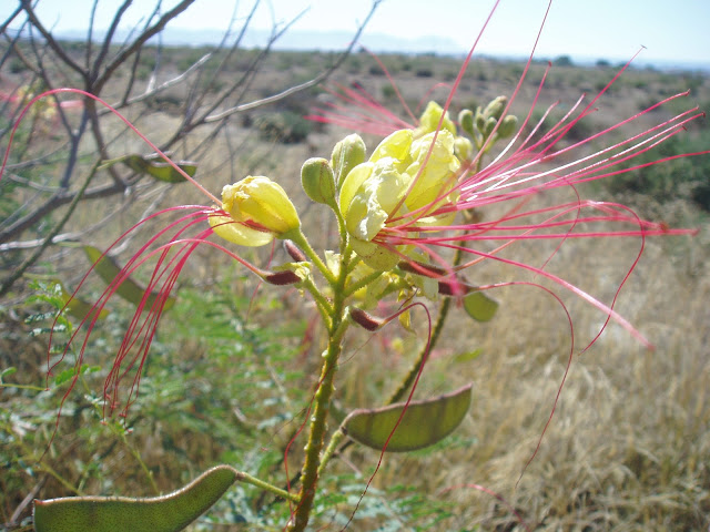 PONCIANA: Caesalpinia gilliessi