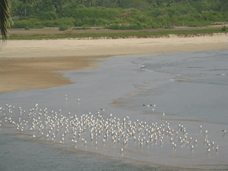 beach vacation, Beaches in India, Beaches in Konkan, Beach, White Sand Beaches