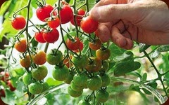 tomatoes2_1427553c