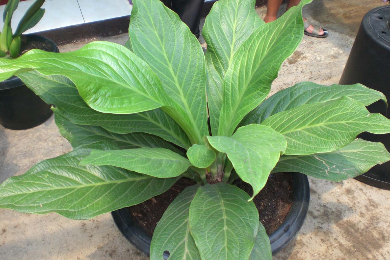 MACAM MACAM ANTHURIUM IndoAnthurium