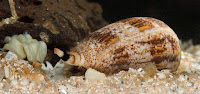 Hewan berbahaya Cone snail