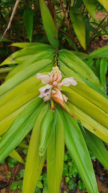 Alpinia oxyphylla Miq.