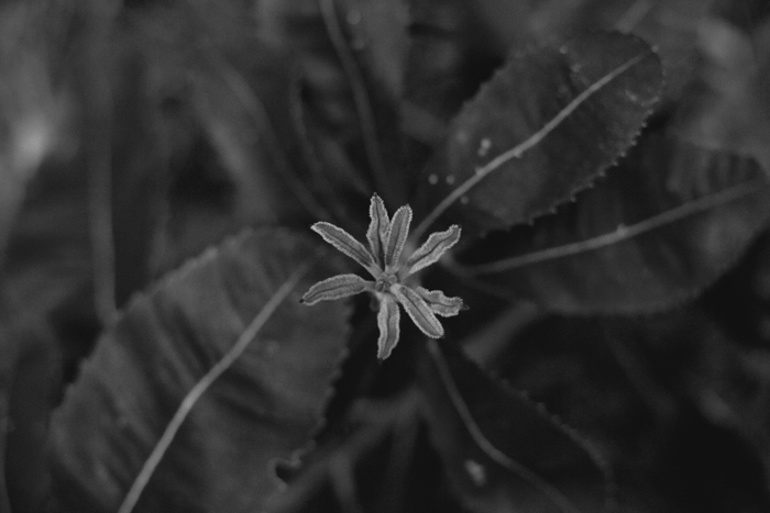 black and white australia flora