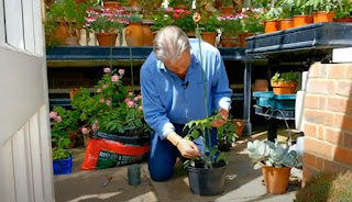 Alan Titchmarsh with Tomato plant