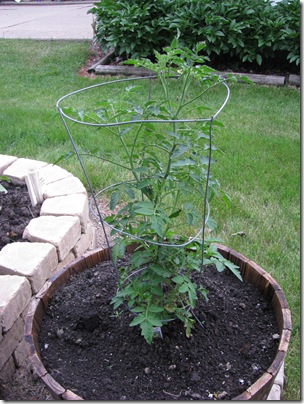 Garden 016