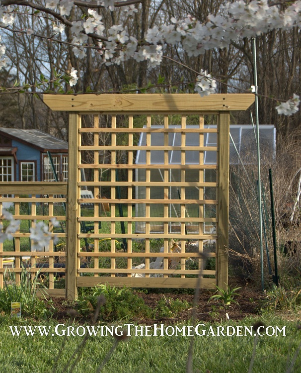 Building an Arbor Style Trellis - Growing The Home Garden