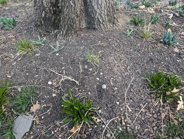 Seslaria Autumnalis - Autumn Moor Grass - Spring Growth