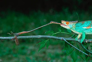 Chameleon's long sticky tongue