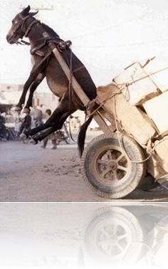 burro