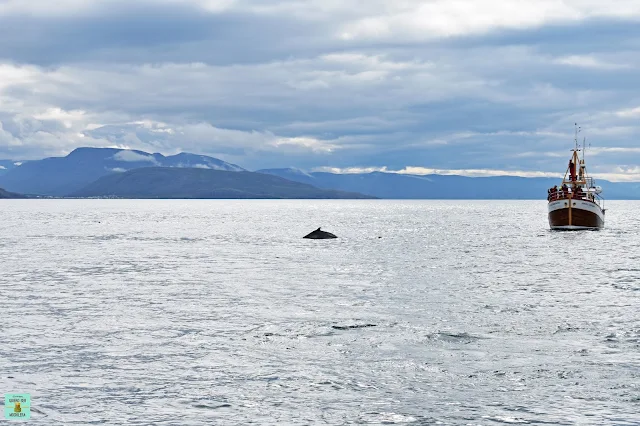 Avistamiento de ballenas en Hauganes, Islandia