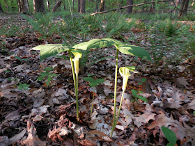 Image of Jack-in-the-pulpit - free to use with attribution to K. R. Smith - file name DSCN0131_KRS_2015_05_14.jpg 