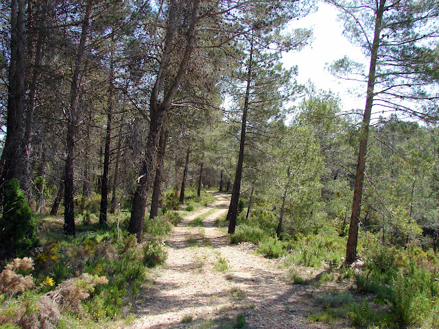 Senderismo - Puebla de Arenosos - Chorrico - Montico - Chorrador SL-CV 57