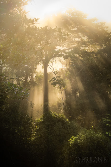 Tropical rainforest in backlit, misty conditions.