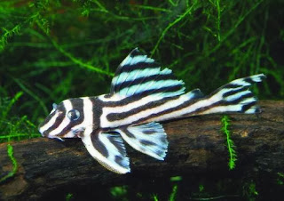 Ikan sapu-sapu hias jenis Hypancitrus Zebra