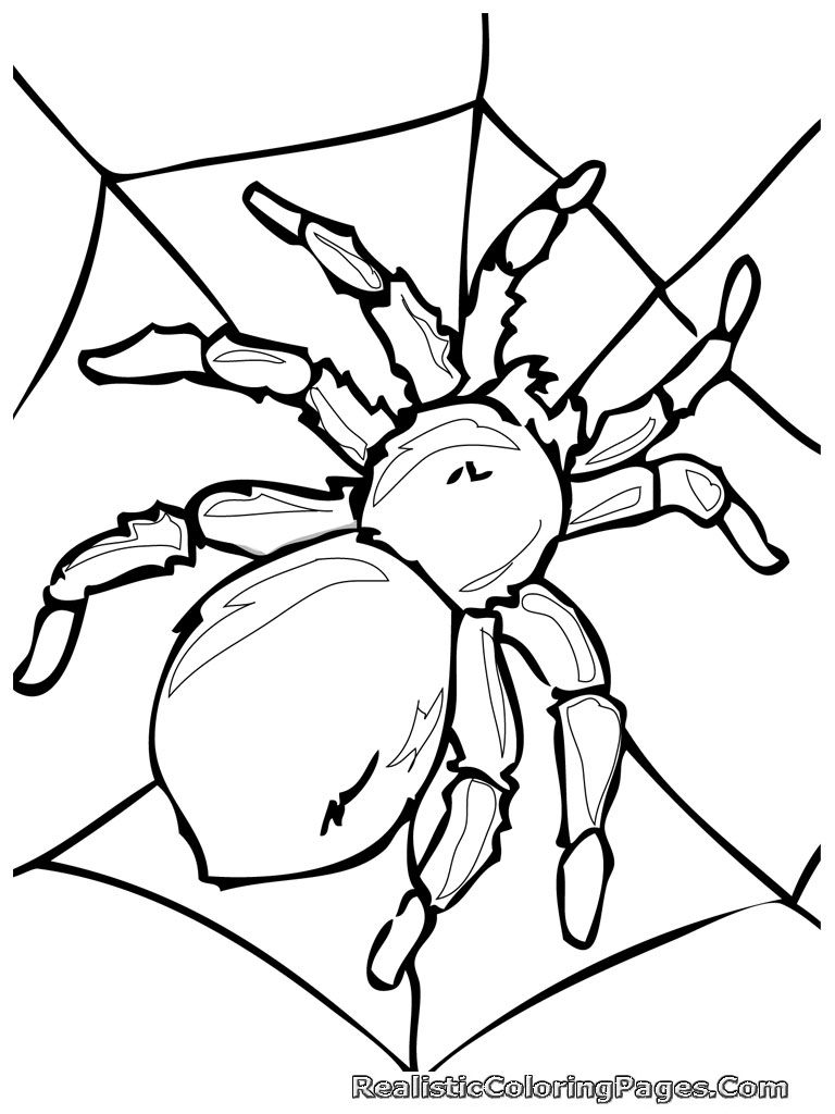 realistic insect coloring pages