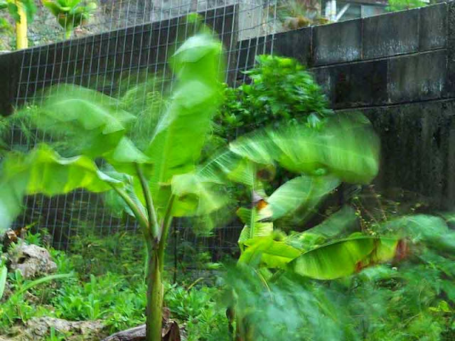 banana leaves twisting in wind