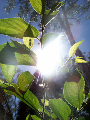 sun shining through new green leaves with ant