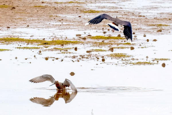 Bar-tailed godwit