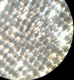 Butterfly Wing. Magnification -100 times.