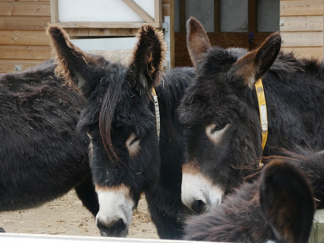 2 Donkeys at IOW Donkey Sanctuary