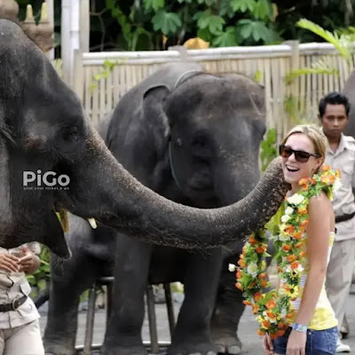 30-minutes-elephant-back-safari-at-bali-safari-park