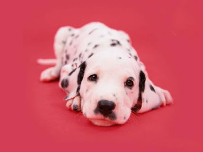 Dalmatian Desktop Themes