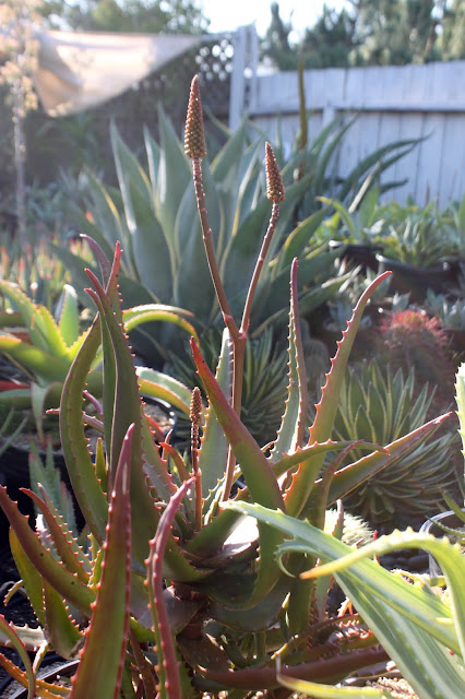 Aloe cameronii