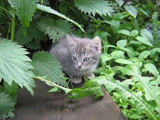 Young Smoky Kitten in “Catofamily: Part One”