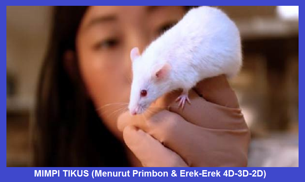 MIMPI TIKUS Menurut Primbon Erek  Erek  4D 3D 2D 