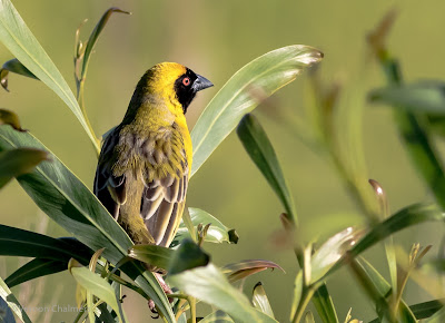 Weaver : Table Bay Nature Reserve / Woodbridge Island 