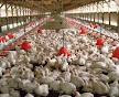 WORLD OF POULTRY