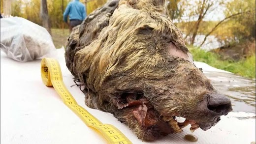 Cabeça de lobo de 40.000 anos encontrada na Sibéria.