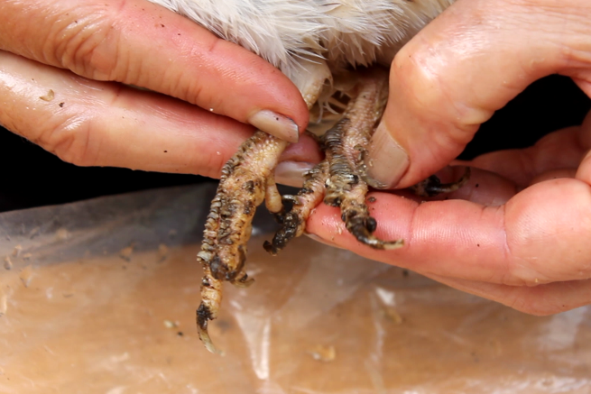 scaly leg mite treatment for organically raised quail