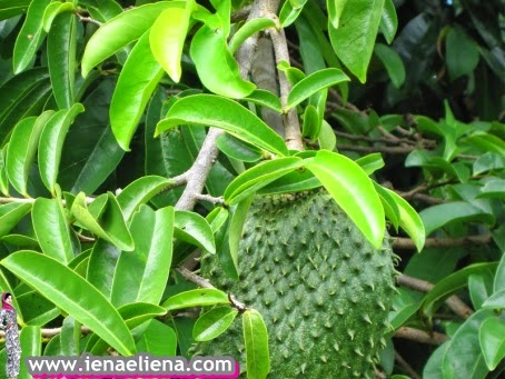 Khasiat Daun Durian Belanda - Fashion, Beauty, Lifestyle ...