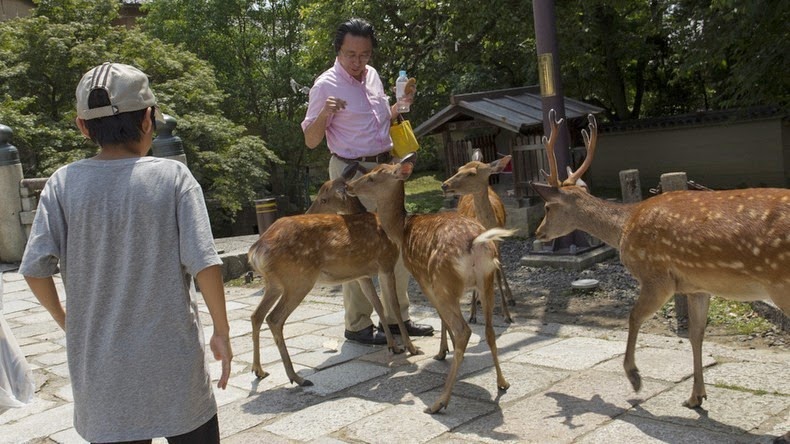 nara-deer-4 nara-deer-4