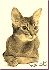صور القطط الحبشية Abyssinian Cat