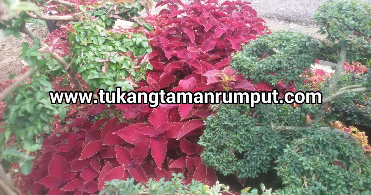 Jual pohon miana beraneka warna daun TUKANG TAMAN JAKARTA
