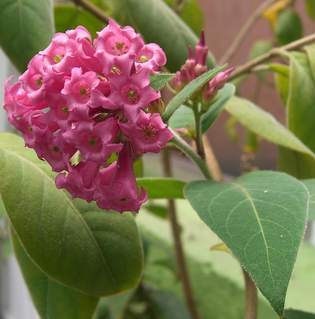 Cestrum elegans