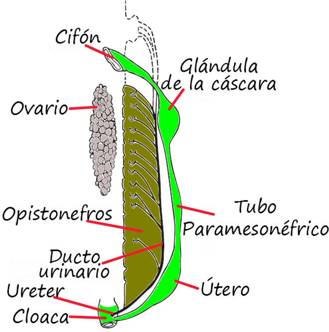 Arriba; Sistema reproductor izquierdo de un tiburón, en este caso solo está presente la parte alta del útero por lo que esta especie tiene en efecto dos úteros separados.  El ovario se encuentra separado del cifón que funciona como trompa de Falopio recolectando los óvulos liberados. Puede observarse que el conducto reproductor o paramesonefros es independiente del ducto urinario, lo cual convierte a los conductos reproductores masculino y femenino en análogos, pero no homólogos; abajo; Sistema reproductor extraído de un tiburón real, en este caso si existe un útero bajo "único" y un útero alto dividido en una parte derecha y otra izquierda.