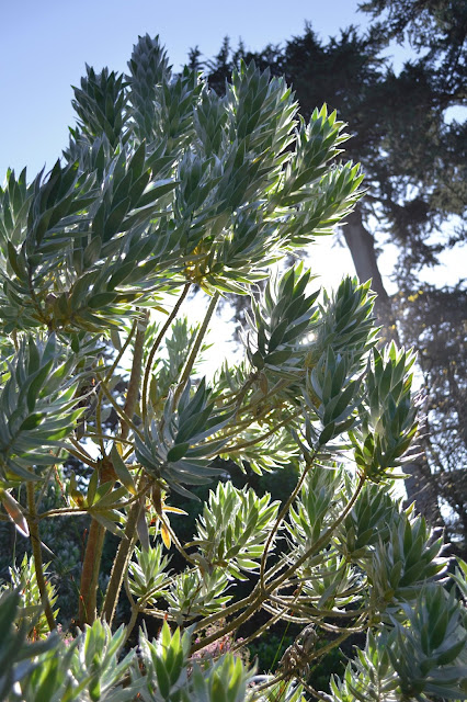 Leucadendron argenteum (Silver Tree)