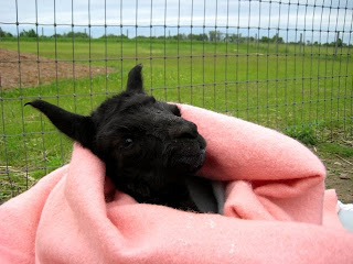 Napping in a blankie