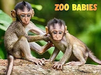 Image: Zoo Babies | A heart warming and inspiring series welcoming the arrival of new members of the animal kingdom in Zoo's around the world, as well as showcasing endangered species being born in captivity. Perfect family viewing packaged with fun, colourful graphics designed to capture the attention of little ones