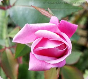 02-10-unkn-pink